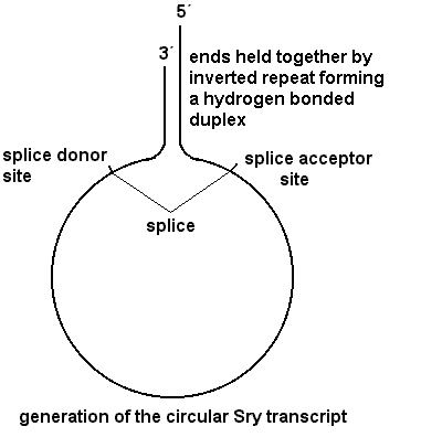 how the inverted repeats allow circle formation